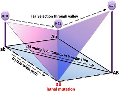 Topologically Inspired Walks on Randomly Connected Landscapes With Correlated Fitness